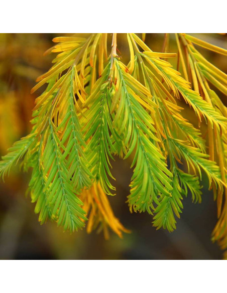 Metasekwoja chińska Metasequoia glyptostroboides Matthaei Broom