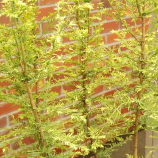 Marta Metasequoia glyptostroboides Metasekwoja chińska