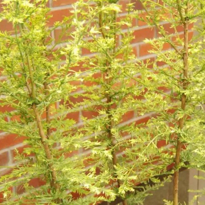 Marta Metasequoia glyptostroboides Metasekwoja chińska