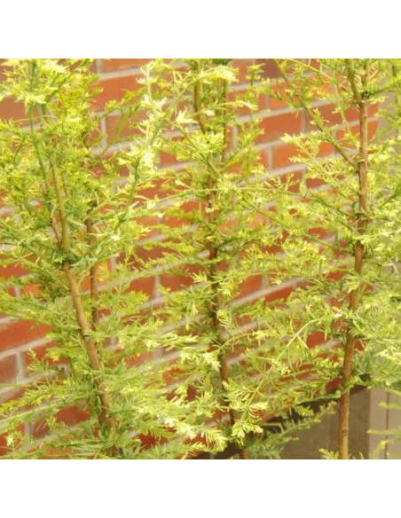 Marta Metasequoia glyptostroboides Metasekwoja chińska