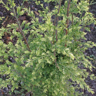 Marta Metasequoia glyptostroboides Metasekwoja chińska 2