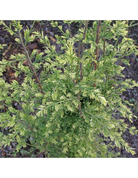 Metasekwoja chińska Marta Metasequoia glyptostroboides