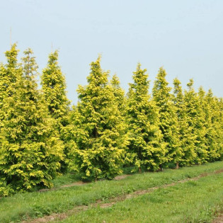 GOLDRUSH Ogon Metasequoia glyptostroboides Metasekwoja chińska