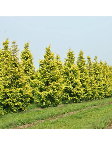 GOLDRUSH Ogon Metasequoia glyptostroboides Metasekwoja chińska