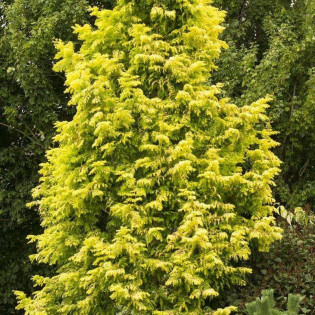 GOLDRUSH Ogon Metasequoia glyptostroboides Metasekwoja chińska 2