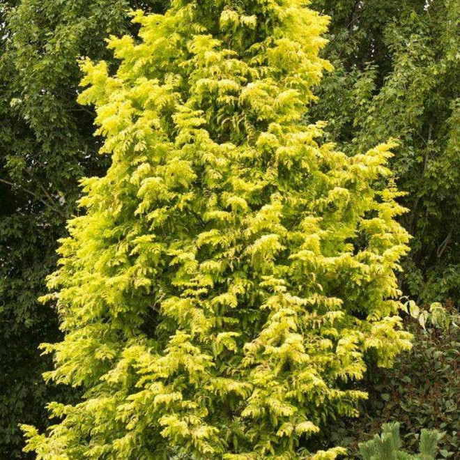 Metasekwoja chińska GOLDRUSH Ogon Metasequoia glyptostroboides