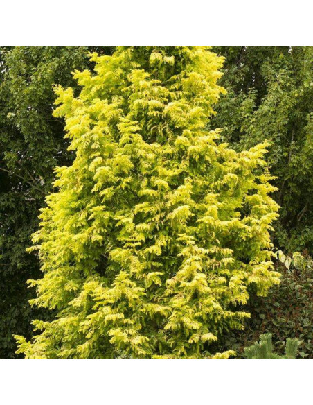 Metasekwoja chińska GOLDRUSH Ogon Metasequoia glyptostroboides