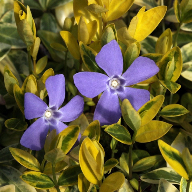 Aureovariegata Barwinek pospolity Vinca minor Aureovariegata Barwinek pospolity Vinca minor