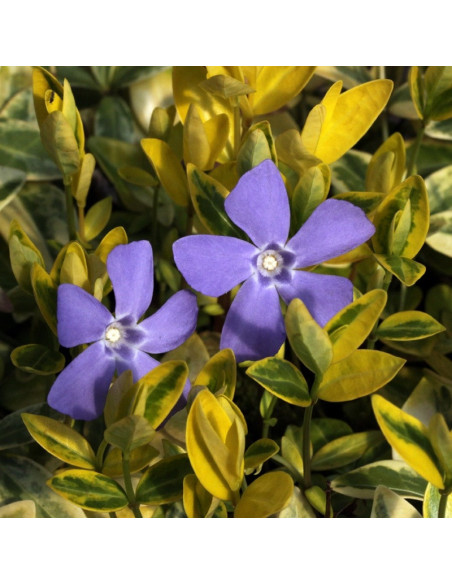 Aureovariegata Barwinek pospolity Vinca minor