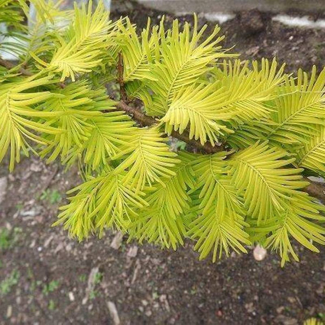 Metasekwoja chińska Metasequoia glyptostroboides GOLDRUSH Ogon