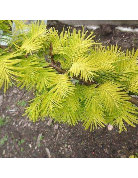 Metasekwoja chińska Metasequoia glyptostroboides GOLDRUSH Ogon