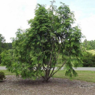 Metasekwoja chińska Emerald Feathers Metasequoia glyptostroboides