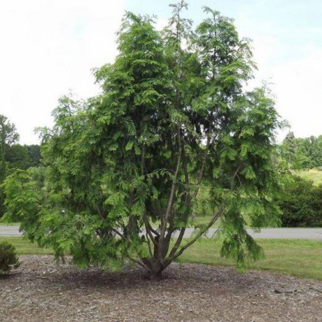 Metasekwoja chińska Emerald Feathers Metasequoia glyptostroboides