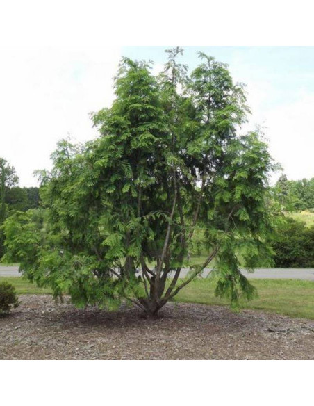 Metasekwoja chińska Emerald Feathers Metasequoia glyptostroboides