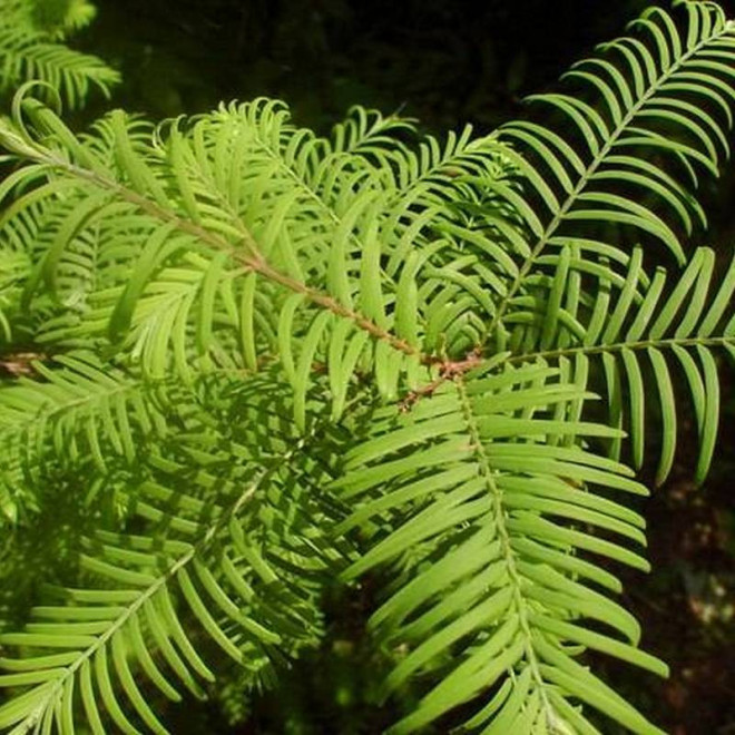 Emerald Feathers Metasequoia glyptostroboides Metasekwoja chińska