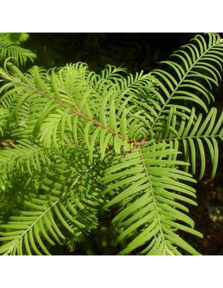 Emerald Feathers Metasequoia glyptostroboides Metasekwoja chińska