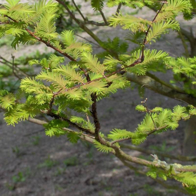 Metasequoia glyptostroboides Metasekwoja chińska
