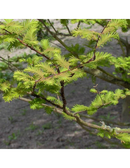 Metasequoia glyptostroboides Metasekwoja chińska