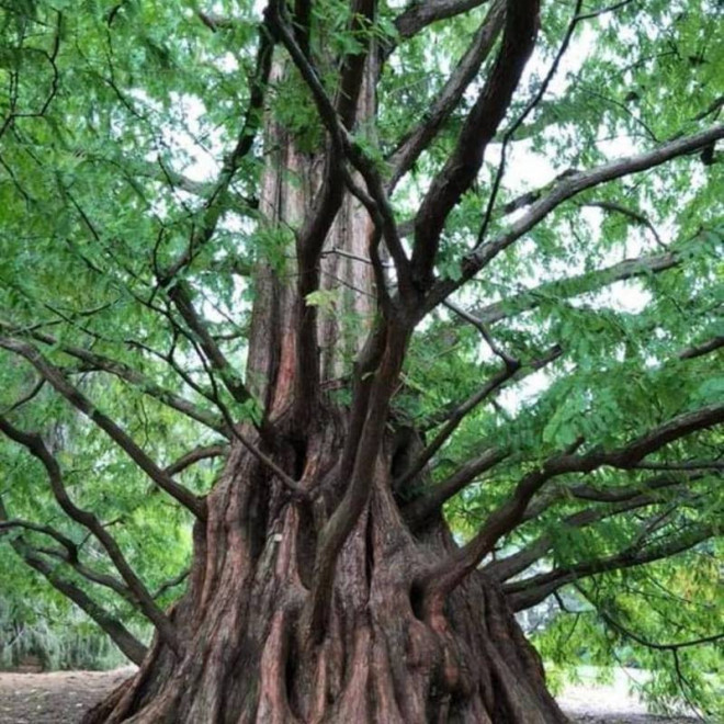 Metasekwoja chińska Metasequoia glyptostroboides