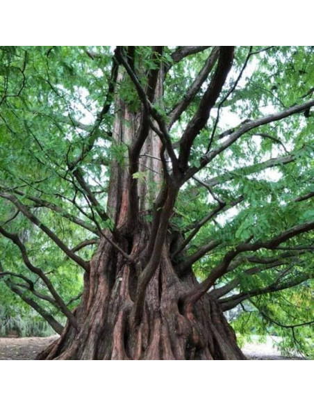Metasekwoja chińska Metasequoia glyptostroboides