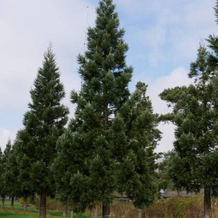Mamutowiec olbrzymi Glaucum Sequoiadendron giganteum