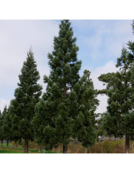 Mamutowiec olbrzymi Glaucum Sequoiadendron giganteum