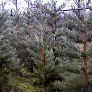 Mamutowiec olbrzymi Glaucum Sequoiadendron giganteum 2