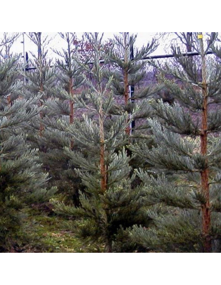 Glaucum Sequoiadendron giganteum Mamutowiec olbrzymi