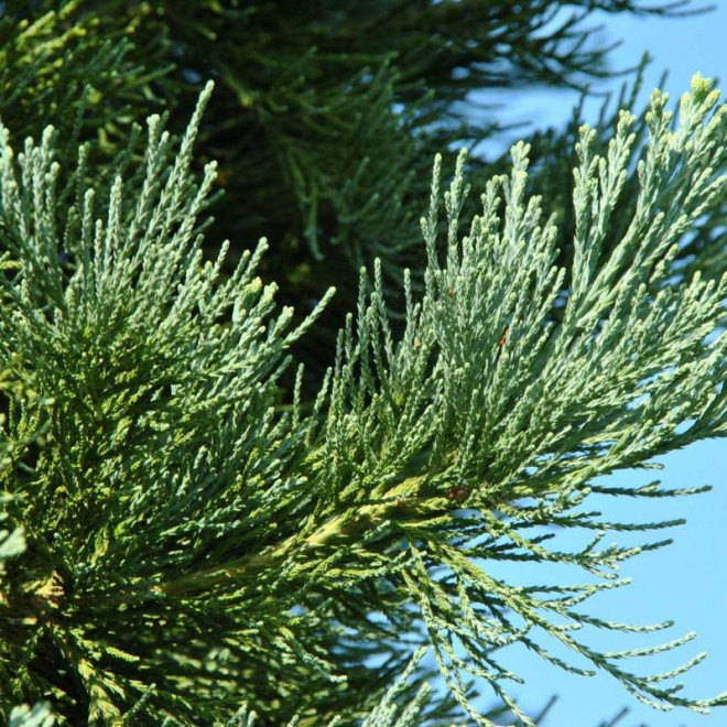 Mamutowiec olbrzymi Sequoiadendron giganteum Glaucum