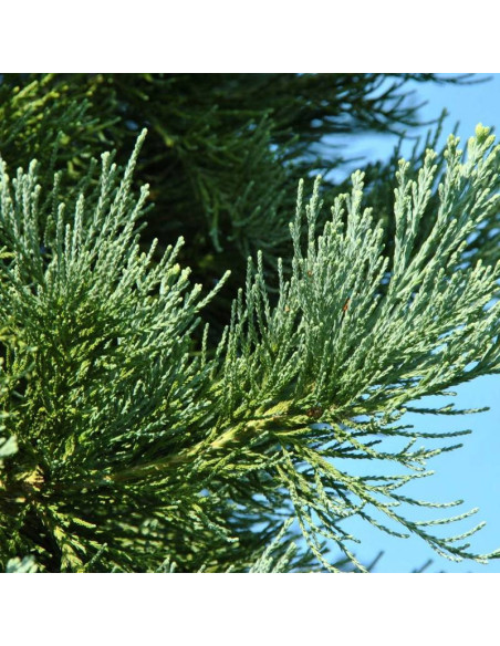 Mamutowiec olbrzymi Sequoiadendron giganteum Glaucum