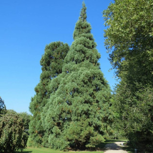 Sequoiadendron giganteum Mamutowiec olbrzymi