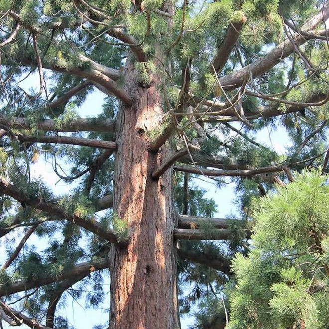 Mamutowiec olbrzymi Sequoiadendron giganteum
