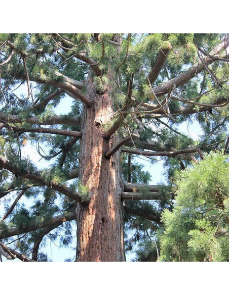 Mamutowiec olbrzymi Sequoiadendron giganteum