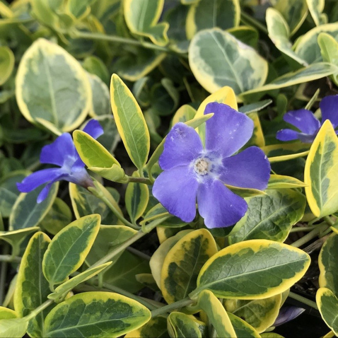 Barwinek pospolity Blue and Gold Vinca minor