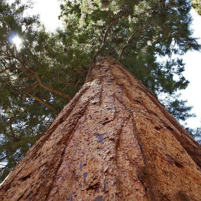 Mamutowiec Sequoiadendron Olbrzymi Giganteum
