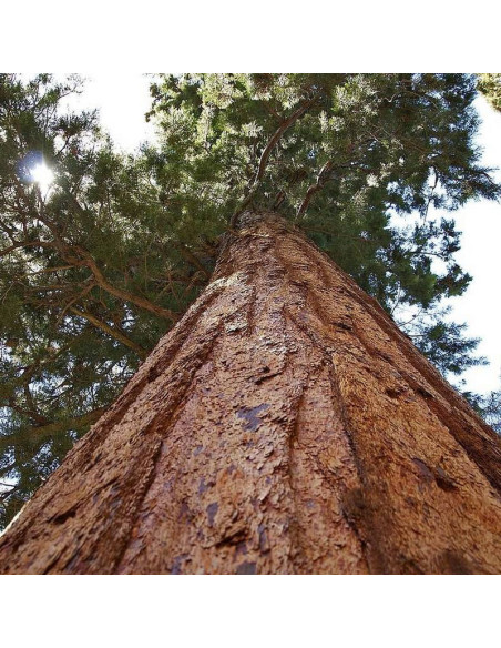 Mamutowiec Sequoiadendron Olbrzymi Giganteum