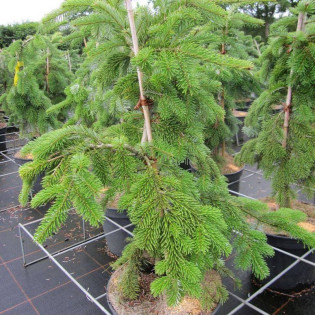 Jodła Veitcha Pendula Abies veitchii