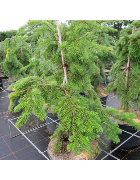 Jodła Veitcha Pendula Abies veitchii