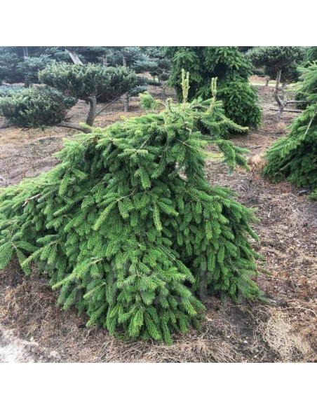 Pendula Abies veitchii Jodła Veitcha