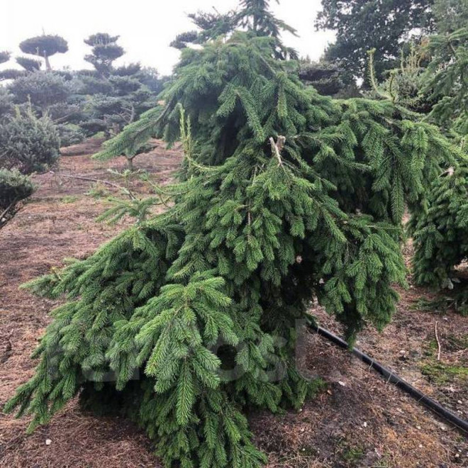 Jodła Veitcha Abies veitchii Pendula
