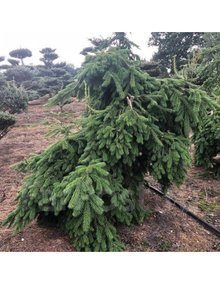 Jodła Veitcha Abies veitchii Pendula