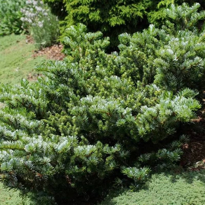 Heddergott Abies veitchii Jodła Veitcha