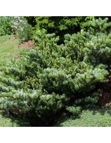 Heddergott Abies veitchii Jodła Veitcha