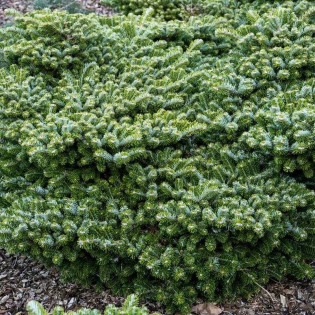 Heddergott Abies veitchii Jodła Veitcha 2