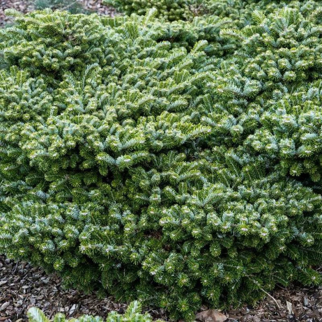 Jodła Veitcha Heddergott Abies veitchii