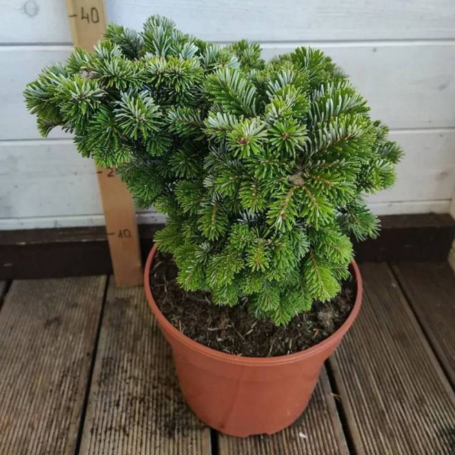 Jodła Veitcha Abies veitchii Heddergott