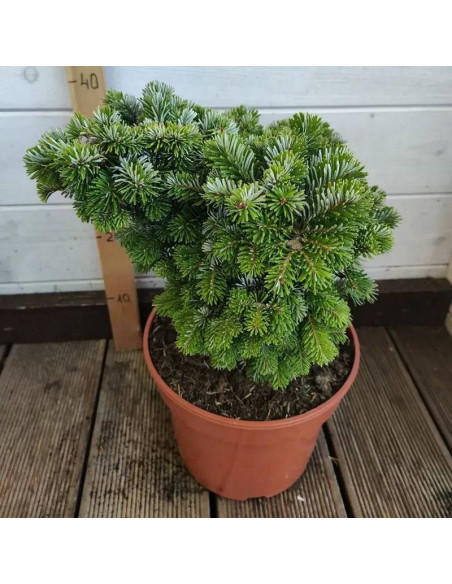 Jodła Veitcha Abies veitchii Heddergott