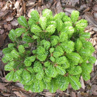 Jodła Veitcha Abies veitchii H.B. Kramer 2