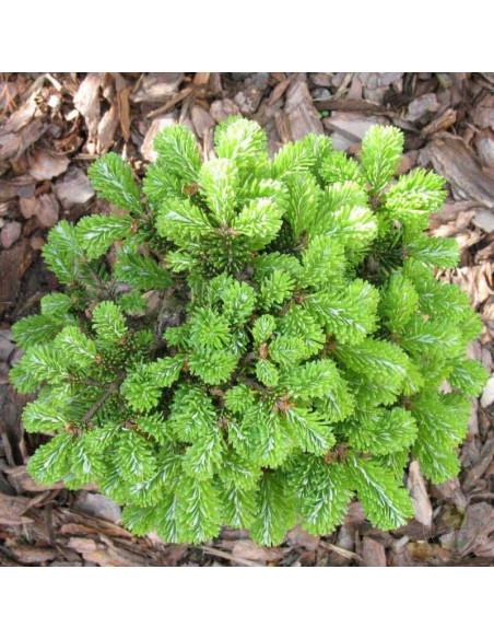 Jodła Veitcha H.B. Kramer Abies veitchii