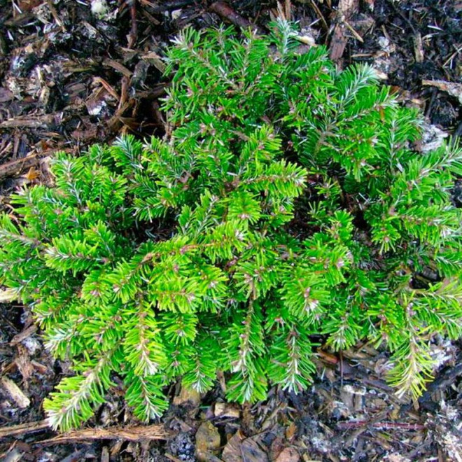 H.B. Kramer Abies veitchii Jodła Veitcha